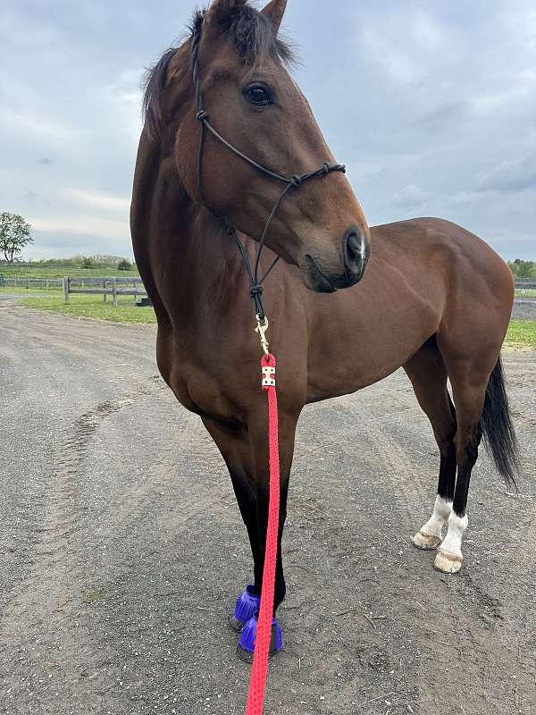 thoroughbred-horse-for-sale