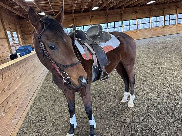 thoroughbred-horse