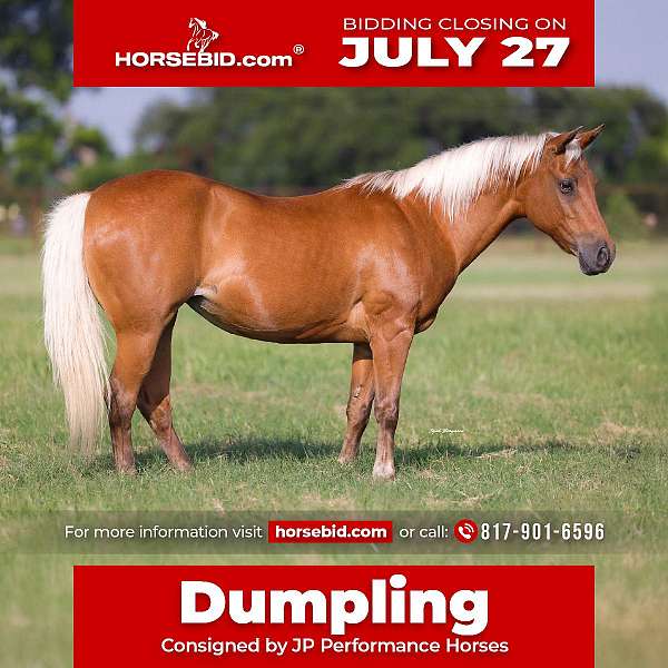 all-around-quarter-pony