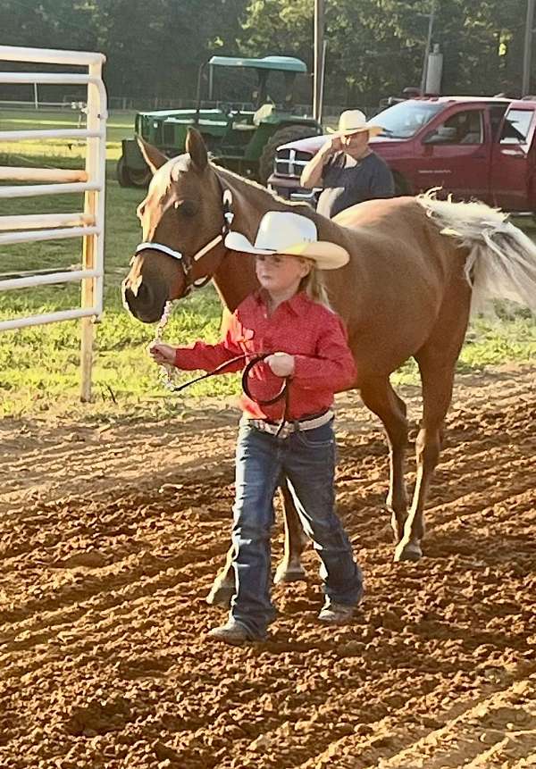 halter-quarter-pony