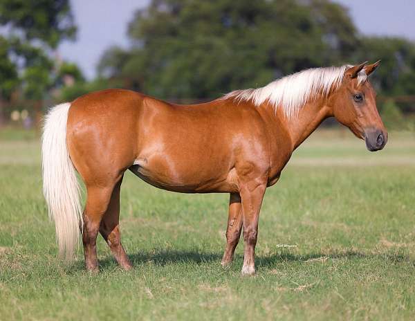 beginner-quarter-pony