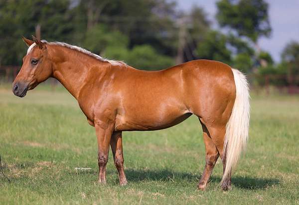 flashy-quarter-pony