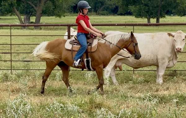 show-quarter-pony