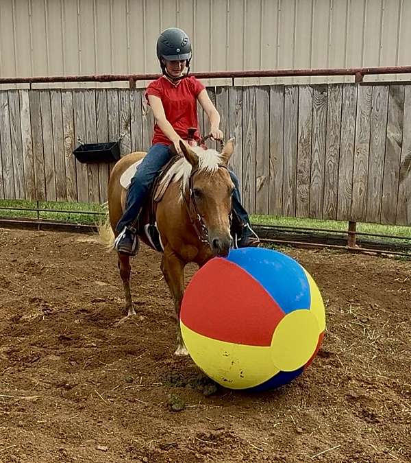 showmanship-quarter-pony