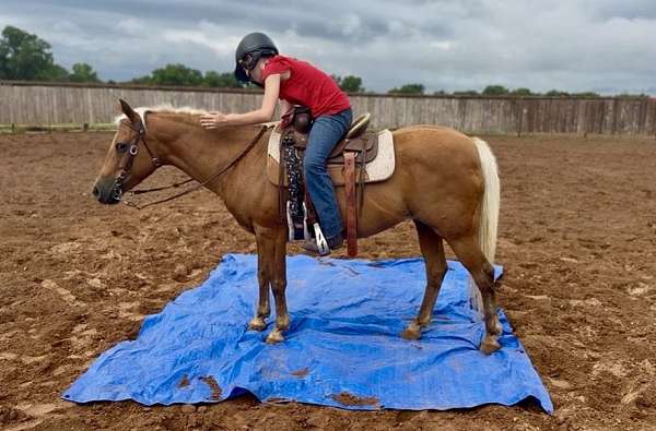 trail-quarter-pony