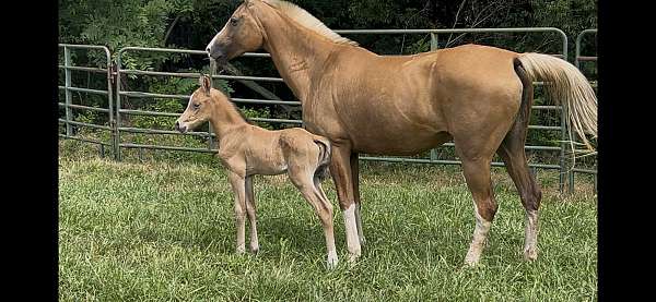 star-snip-three-socks-horse