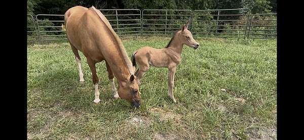 buckskin-star-snip-three-socks-horse