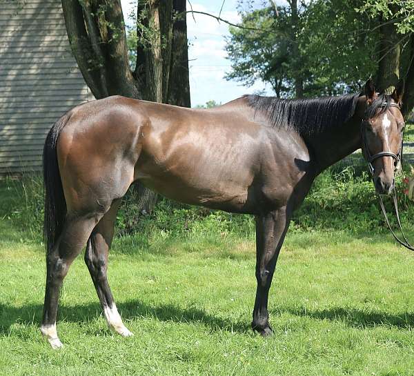all-around-thoroughbred-horse