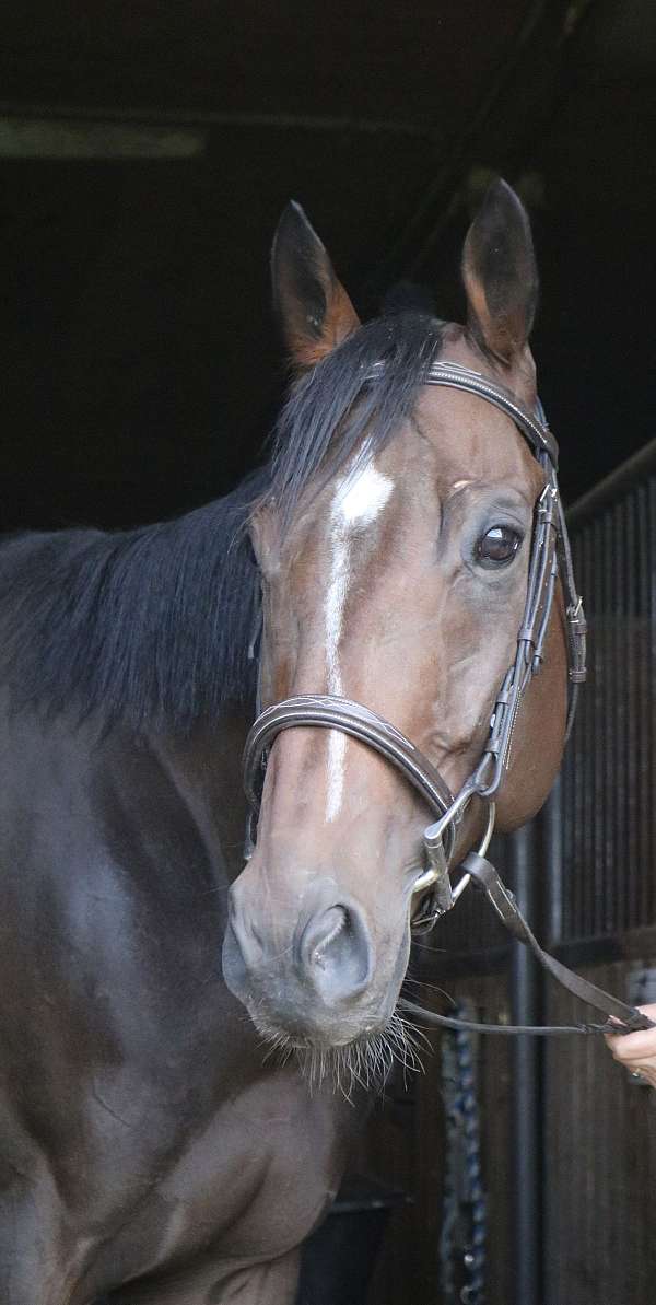dressage-thoroughbred-horse
