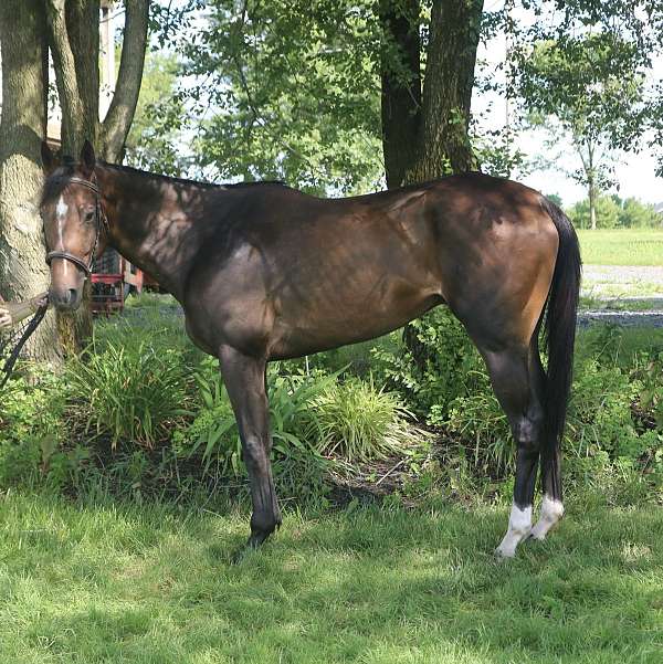 english-pleasure-thoroughbred-horse