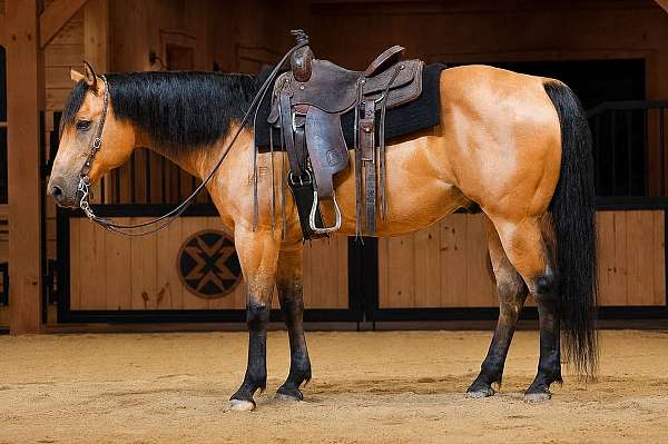 athletic-quarter-horse