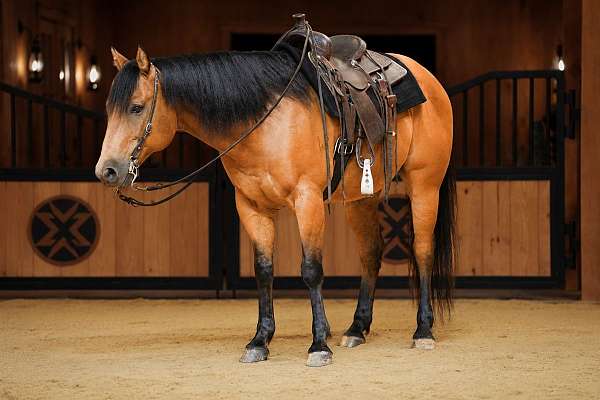 calf-roping-quarter-horse