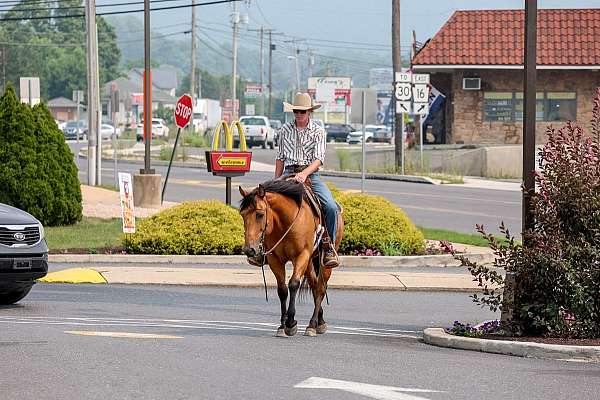 performance-quarter-horse
