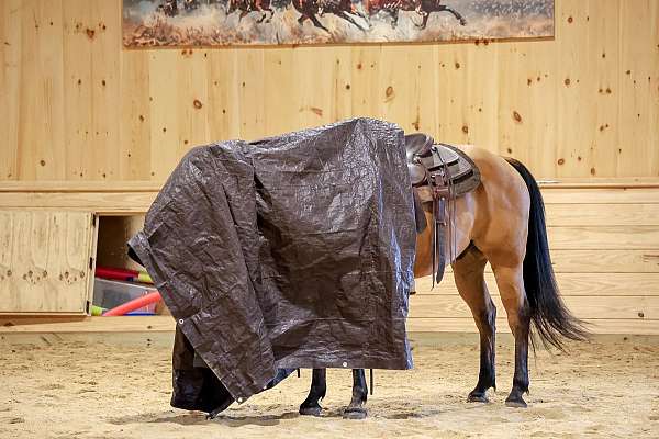 ranch-quarter-horse