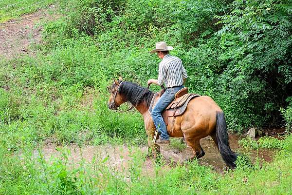 ranch-work-quarter-horse