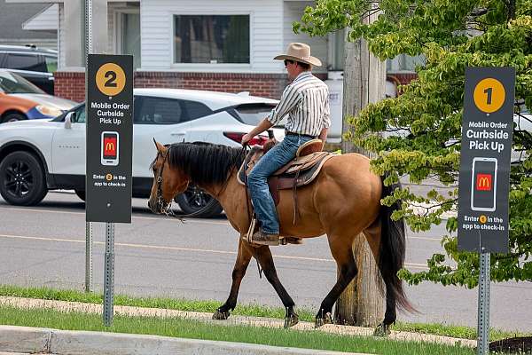 roping-quarter-horse