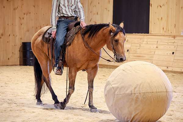 trail-quarter-horse