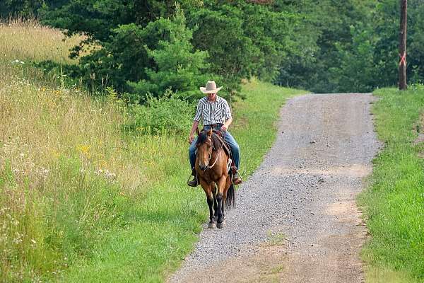 trail-riding-quarter-horse