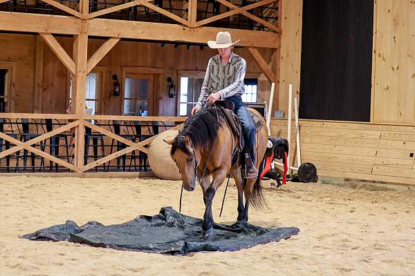 western-riding-quarter-horse