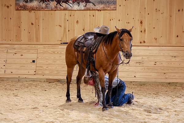 working-cattle-quarter-horse