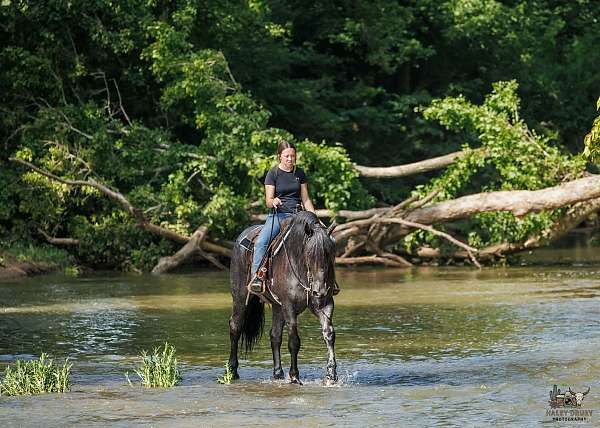 all-around-percheron-horse