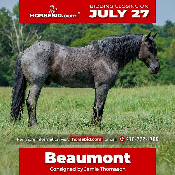 western-dressage-percheron-horse