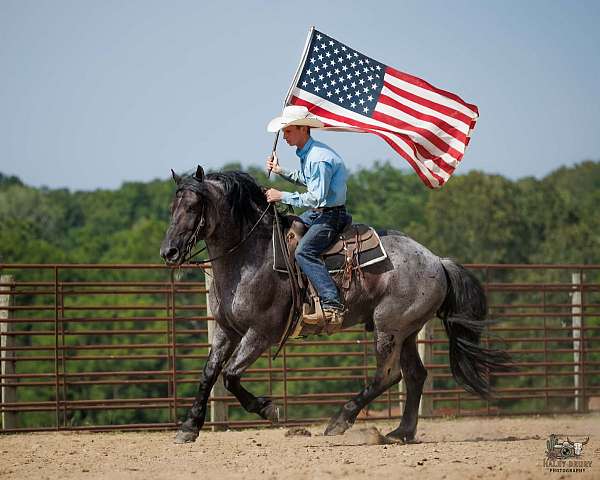flashy-percheron-horse