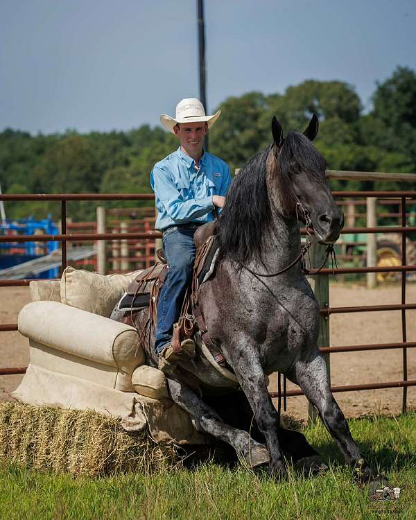 performance-percheron-horse
