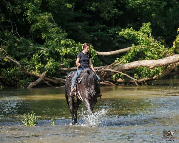 ridden-english-percheron-horse