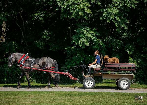 blue-roan-percheron-gelding