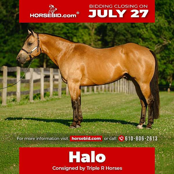 all-around-quarter-horse
