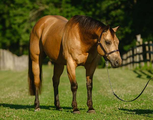 athletic-quarter-horse