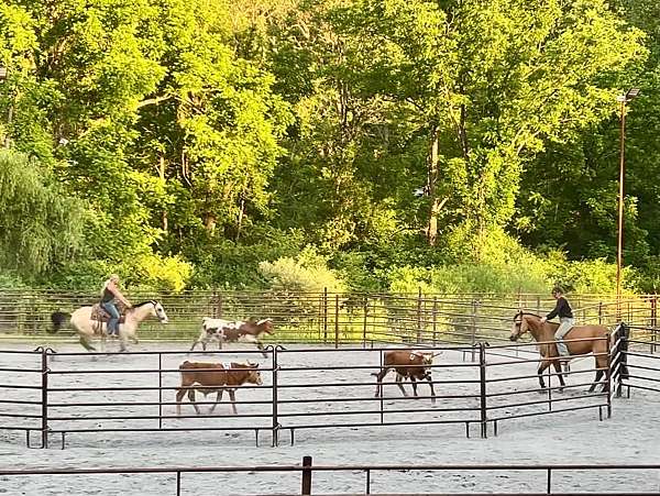 jumping-quarter-horse