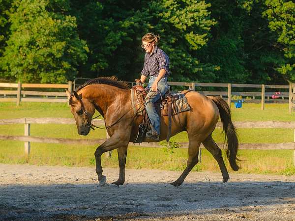 performance-quarter-horse