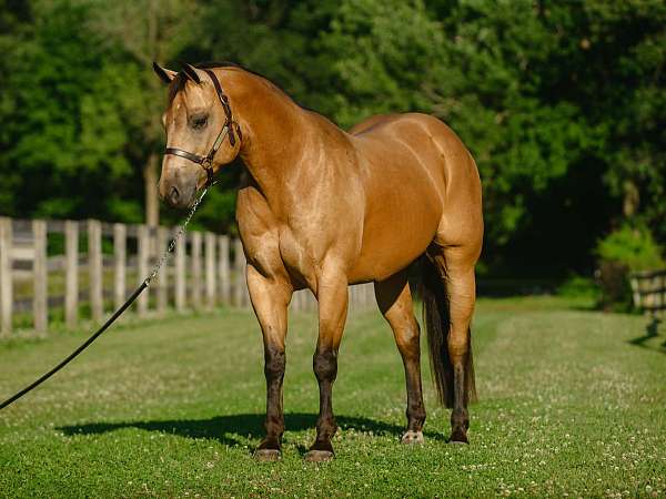 ranch-quarter-horse