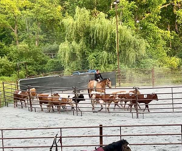 ranch-work-quarter-horse