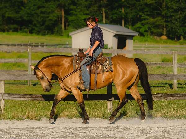 ridden-english-quarter-horse