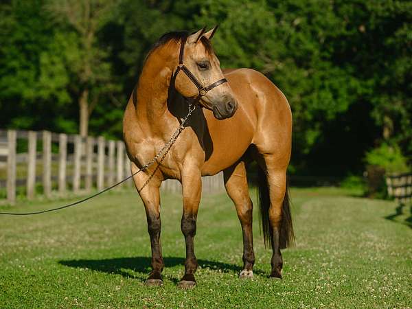 ridden-western-quarter-horse