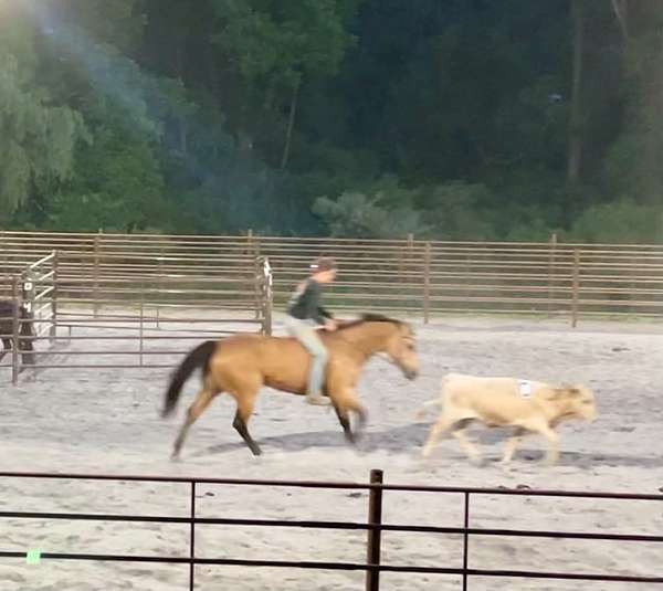 show-quarter-horse