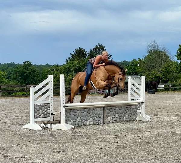 trail-quarter-horse