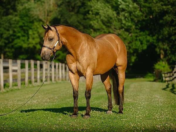 trail-riding-quarter-horse