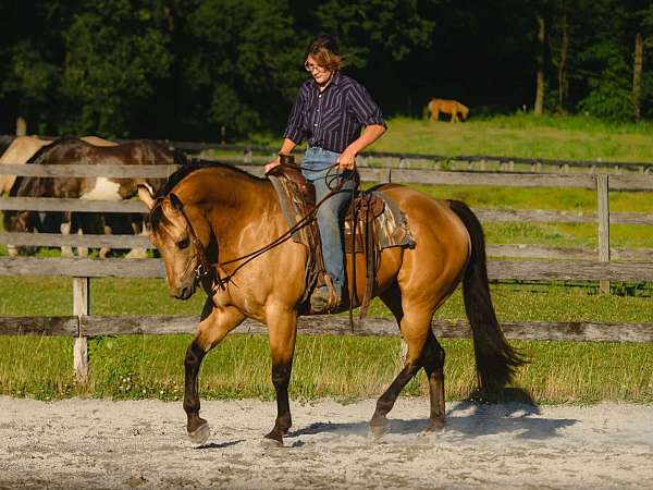 working-cattle-quarter-horse