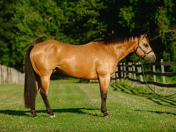 youth-quarter-horse