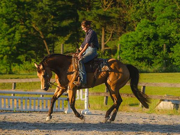 buckskin-quarter-horse-gelding
