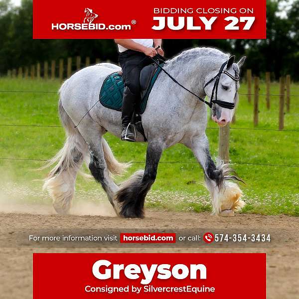 grey-gvhs-gelding