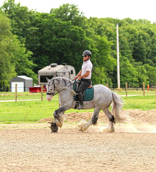 all-around-gypsy-vanner-horse