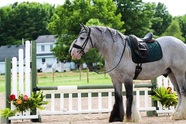 athletic-gypsy-vanner-horse