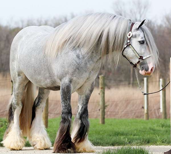 dressage-gypsy-vanner-horse