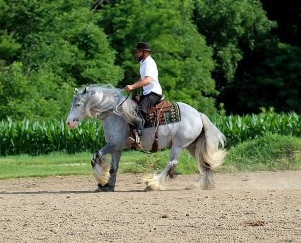 driving-gypsy-vanner-horse
