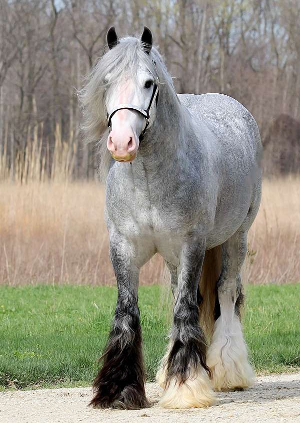 performance-gypsy-vanner-horse